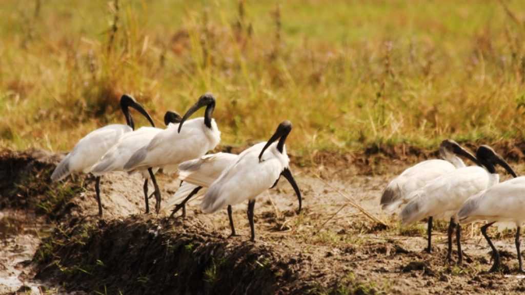 Manjeera Wildlife & Bird Sanctuary