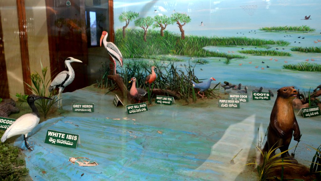 Manjeera Wildlife & Bird Sanctuary