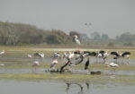 Manjeera Wildlife & Bird Sanctuary
