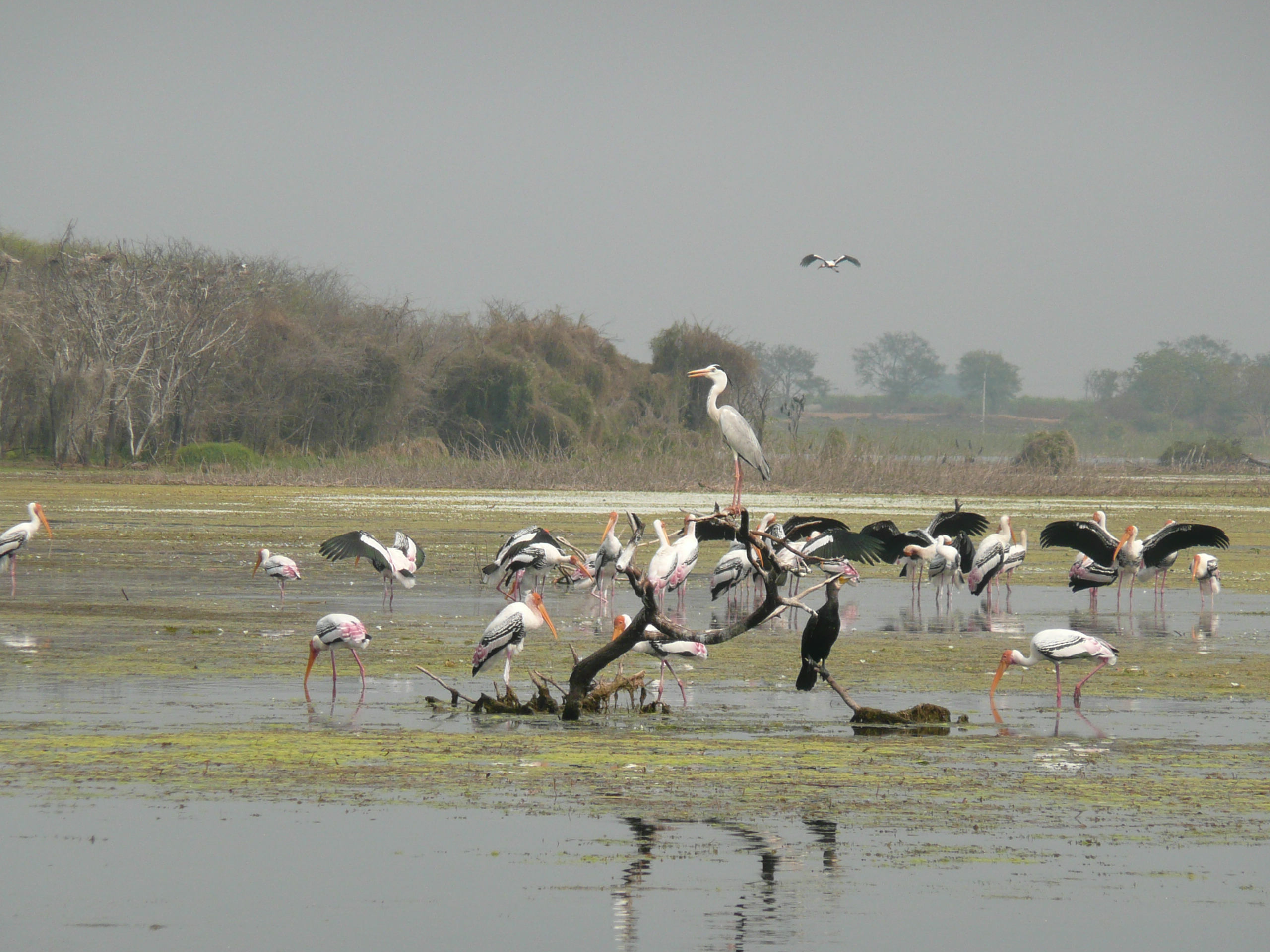 Manjeera Wildlife & Bird Sanctuary