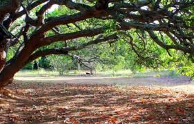 Sherkhanpally Forest Village