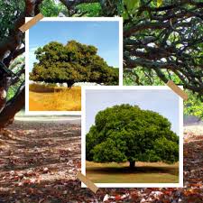 Sherkhanpally Forest Village